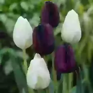 Two Tone Mixture